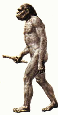 Homo Habilis