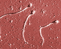 Sperm - ���, ���� �� ������