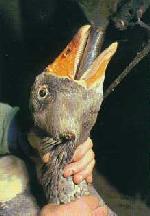 ����� ������