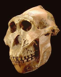 ������������� �������� (��������)